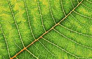 Leaf Structure Stampe: Structure of a leaf