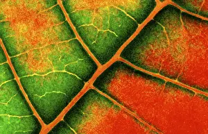 Close View Of A Leaf Stampe: Structure of a leaf