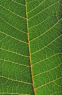 Close View Of A Leaf Stampe: Structure of a leaf
