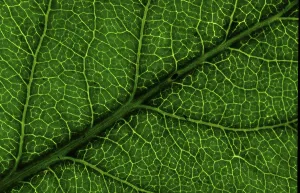 Close Up Leaves Stampe: Structure of a leaf