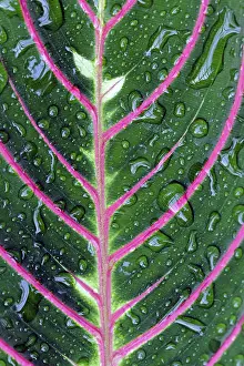 Leaf Structure Stampe: Structure of a leaf with water drops