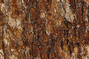 Tree Bark Texture Stampe: Structure of a tree bark, bark