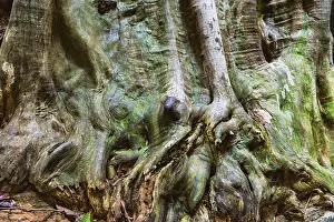 Tropical Tree Structure Stampe: Structure of a tropical tree, tree