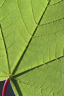 Nature Botany Photography Stampe: Structures on a maple leaf, macro