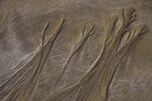 Sandy Beach Structures Stampe: Structures in sand on sandy beach