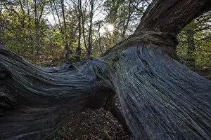Dead Tree Trunk Structures Stampe: Structures in the wood of a dead tree trunk