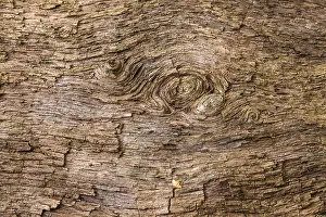 Dead Tree Trunk Structures Stampe: Structures in the wood of a dead tree trunk