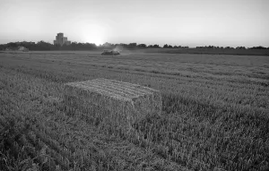 Stampe di Trattamento della stoppia dopo la mietitura del grano, trattamento della stoppia in fienili quadrati, agricoltura, bianco e nero, Stoccarda, Baden-Württemberg Stoccarda Stampe: La lavorazione delle stoppie dopo la raccolta del grano.