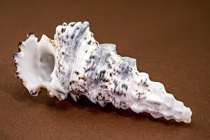 Murex Stampe: Scatto macro di un conchiglia di Hexaplex trunculus su una superficie marrone.