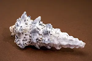 Murex Stampe: Ritratto macro di una conchiglia di Hexaplex trunculus su un superficie marrone.