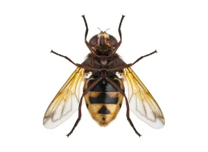 Studio Shot Insect Stampe: Studio shot of a hoverfly insect