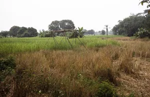 Abandoned Farm Field Stampe: Subtitle: Rice field of the teacher Roten