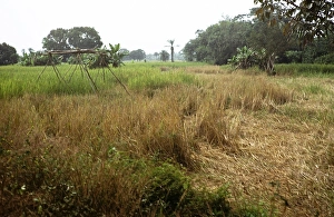 African Agriculture Landscape Stampe: Subtitle: Rice field of the teacher Roten