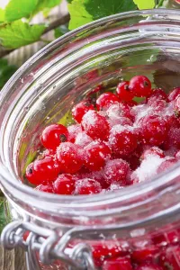 Red Currant Stampe: Sugared red currant