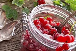 Studio Background For Food Photography Stampe: Sugared red currant