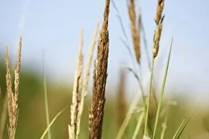Deserted Summer Landscape Stampe: Summer grass background