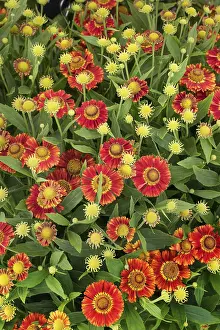 Full Frame Flowers Stampe: Sun Bride Ruby Dwarf ( Helenium spec.)
