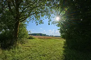 Odenwald Scenery Stampe: Sun-drenched landscape with trees and open fields
