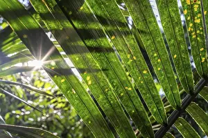 Uninhabited Riverbank Scene Stampe: Sun flashes through the rainforest