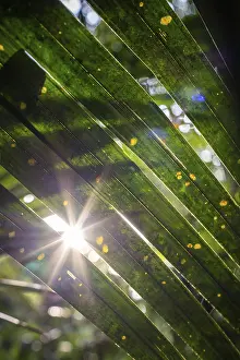 Primeval Forest Photography Stampe: Sun flashes through the rainforest