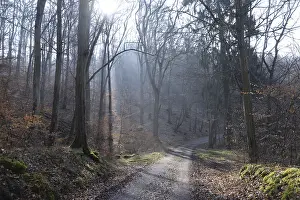 Uninhabited Forest Road Stampe: Sun, forest, forest, forest path