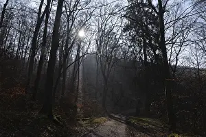 Uninhabited Forest Road Stampe: Sun, forest, forest, forest path
