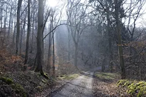 Uninhabited Countryside Scene Stampe: Sun, forest, forest, forest path