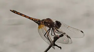 Macro Insect Photography Stampe: Sun pointer (trithemis) on a branch