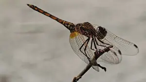 Dragonfly Close Up Stampe: Sun pointer (trithemis) on a branch