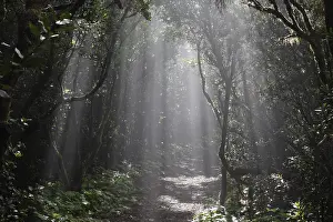Rural Spain Photography Stampe: Sun rays passing through the cloud forest