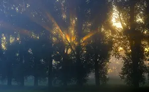 Evening Light In Nature Stampe: Sun rays shining through row of trees