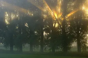 Atmospheric Outdoor Photography Stampe: Sun rays shining through row of trees