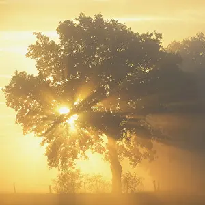 Backlit Tree Photo Stampe: Sun rays in a tree, Dingdener Heide