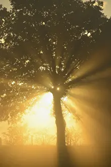 Backlit Tree Stampe: Sun rays in a tree, Dingdener Heide
