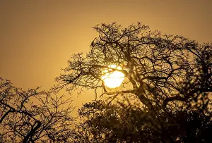 African Savannah Scene Stampe: Sun setting behind leafless trees