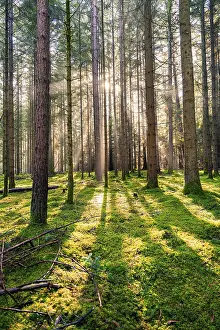 Sunlight In The Woods Stampe: Sun shines through the forest and creates a dynamic pattern of light and shadow