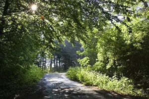 Deserted Forest Track Stampe: Sun shining on a forest path, backlit