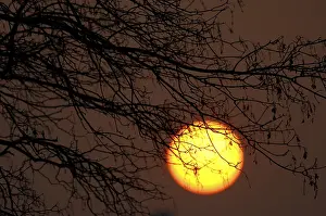 Nature Scenery Stampe: Sun behind tree