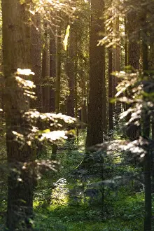 Sunbeams In Forest Stampe: Sunbeams through a dense forest with a small path