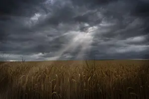 Agricultural Crop Landscape Stampe: Sunbeams with dramatic sky over a cornfield