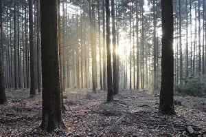 Evening Sunlight Stampe: Sunbeams, forest, rays, tree, trees