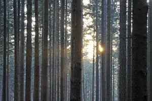Uninhabited Landscapes Stampe: Sunbeams, forest, rays, tree, trees