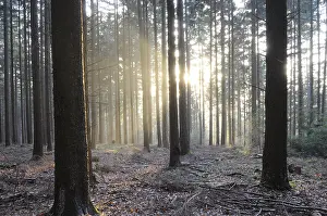 Evening Sunlight Stampe: Sunbeams, forest, rays, tree, trees