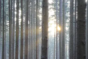 Uninhabited Countryside Views Stampe: Sunbeams, forest, rays, tree, trees