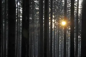 Sunbeams In The Woods Stampe: Sunbeams, forest, rays, tree, trees