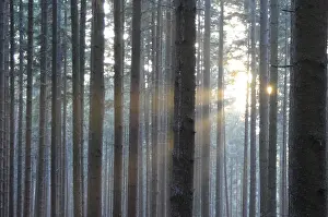 Sunbeams In Forest Stampe: Sunbeams, forest, rays, tree, trees