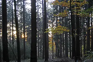 Deserted Woods Stampe: Sunbeams, forest, rays, tree, trees