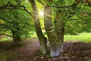 Sunbeams Through Trees Stampe: Sunbeams through trees in a clearing