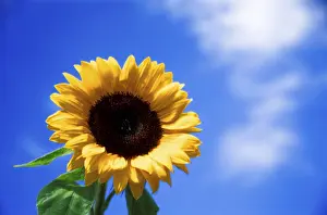 Yellow Flower Pictures Stampe: Sunflower