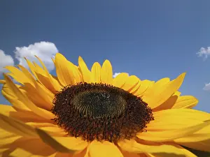 Sunflower Blossom Detail Stampe: Sunflower